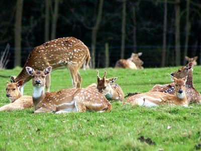 Malsi Deer Park (Dehradun Zoo)